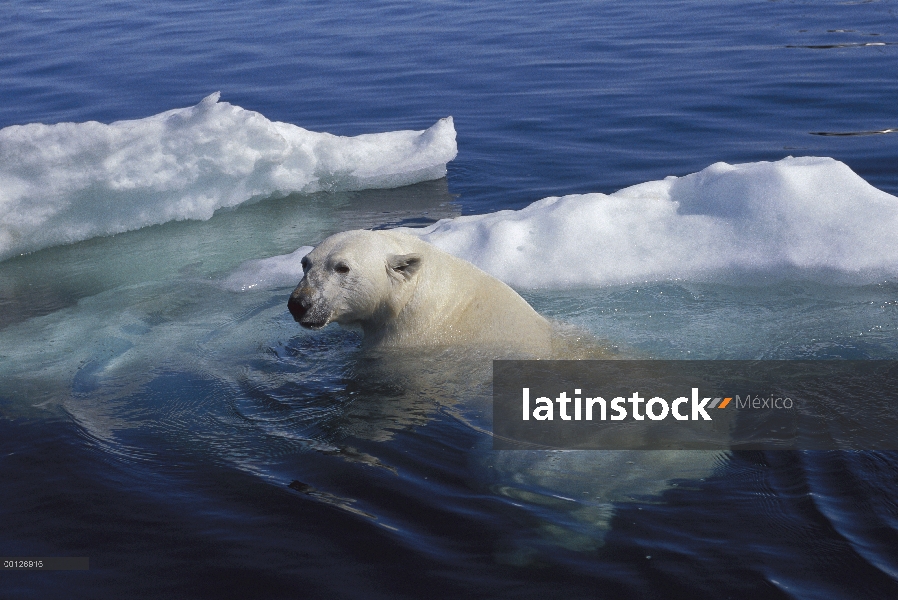 Oso polar (Ursus maritimus) nadando, Wager Bay, Canadá