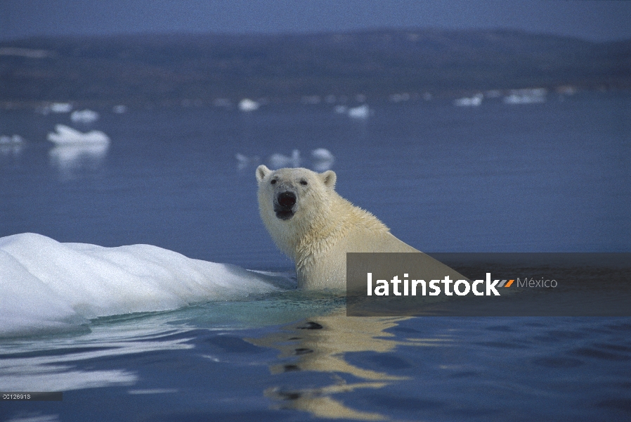 Oso polar (Ursus maritimus) nadando, Wager Bay, Canadá