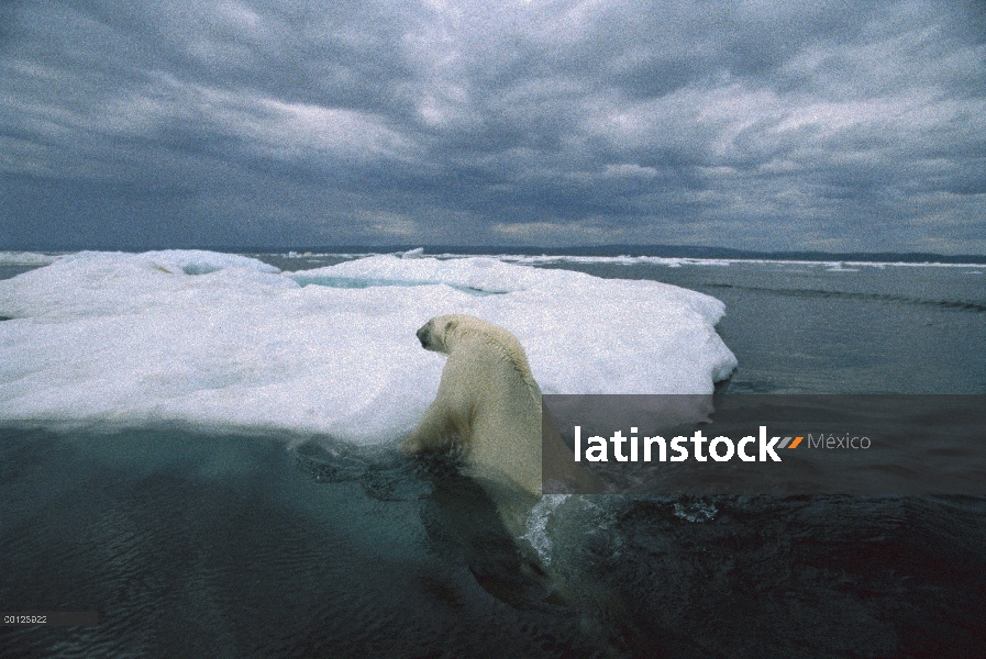Oso polar (Ursus maritimus) escalada en iceberg, Canadá