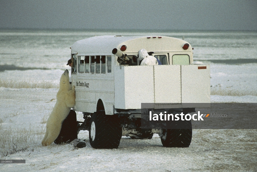 Oso polar (Ursus maritimus) investigando buggy de tundra, Churchill, Manitoba, Canadá