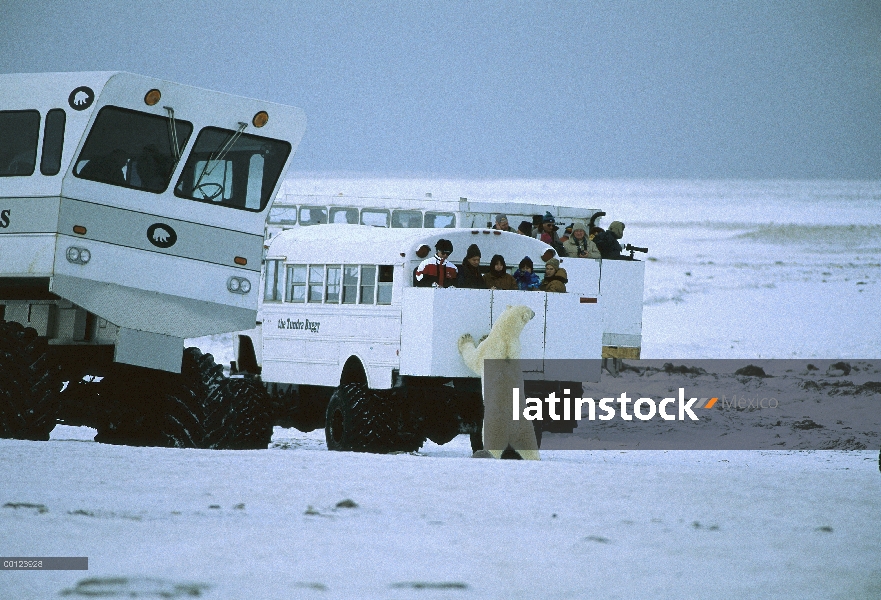 Oso polar (Ursus maritimus) investigando buggy de tundra, Churchill, Manitoba, Canadá