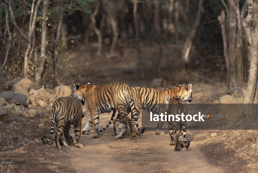 Grupo de tigre de Bengala (Panthera tigris tigris) caminar por camino de tierra, Parque Nacional de 