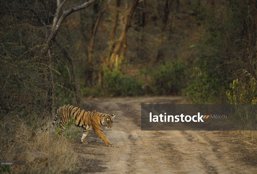 Tigre de Bengala (Panthera tigris tigris) cruce de camino de tierra, Parque Nacional de Ranthambore,