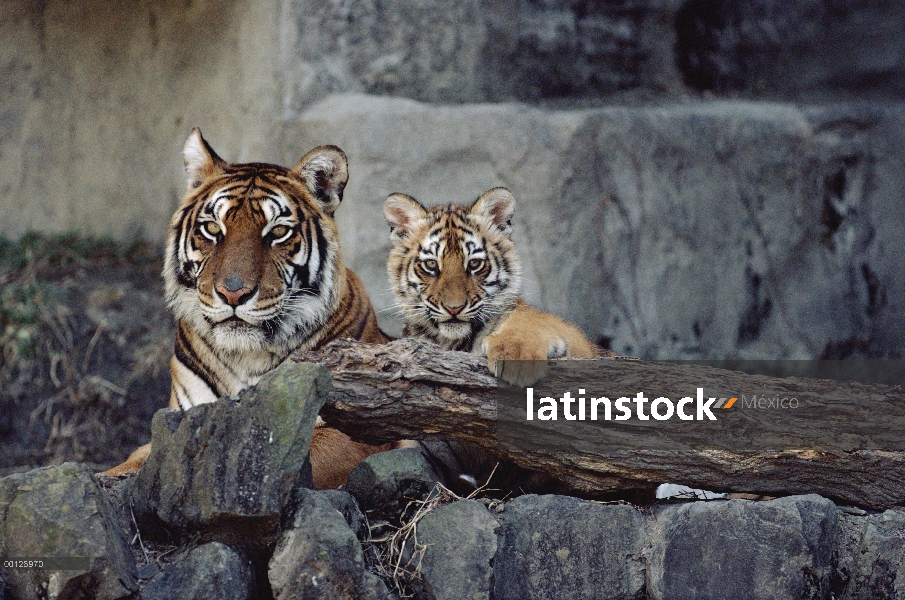 Madre de tigre (Panthera tigris altaica) Siberiano con cub, Asia