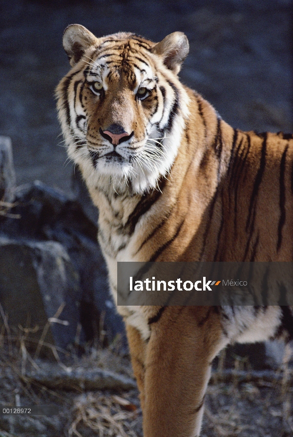 Retrato de tigre (Panthera tigris altaica) de Siberia, Asia