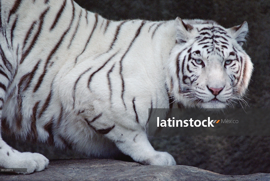 Tigre de Bengala (Panthera tigris tigris) retrato, blanco morph, India