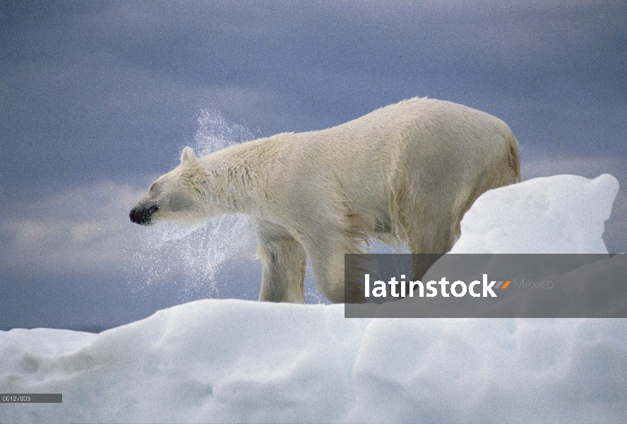 Oso polar (Ursus maritimus) sacudiendo el agua de la capa, Canadá