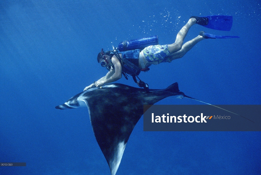 Manta raya (Manta birostris), Isla del coco, Costa Rica