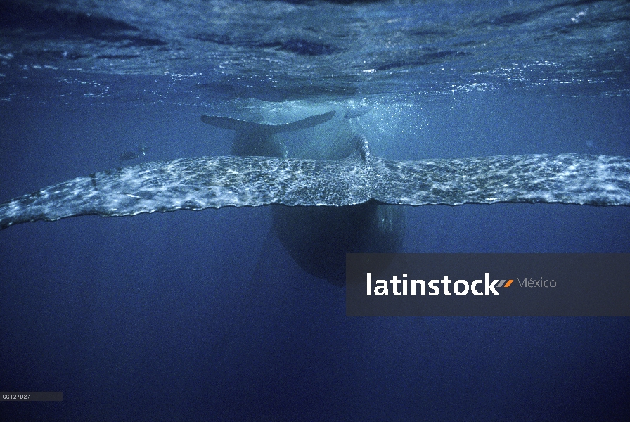 Ballena jorobada (Megaptera novaeangliae) madre y joven, Hawai aviso debe acompañar publicado Foto -