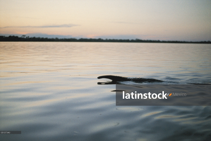 Oso hormiguero gigante (Myrmecophaga tridactyla) nadando en el río Araguaia, Venezuela