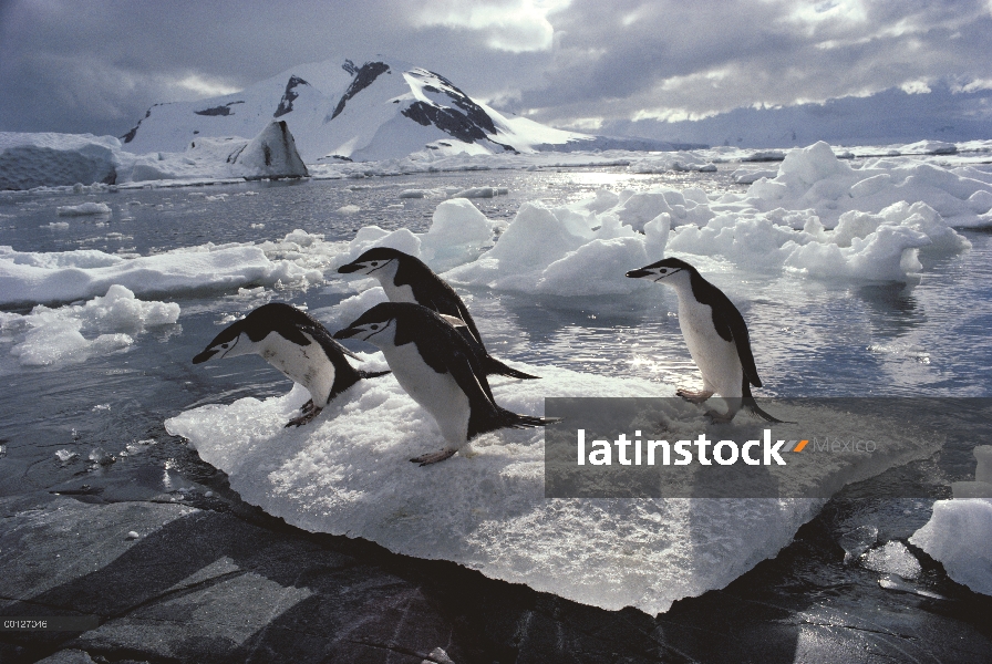 Grupo de barbijo pingüino (Antártida de Pygoscelis) en témpano de hielo, Antártida