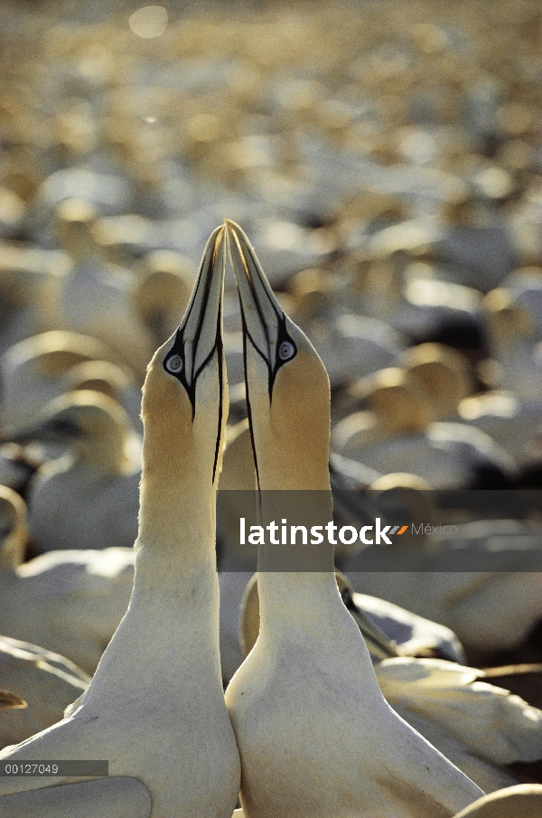 Par de Alcatraz del cabo (capensis de Morus) cortejar, Sudáfrica