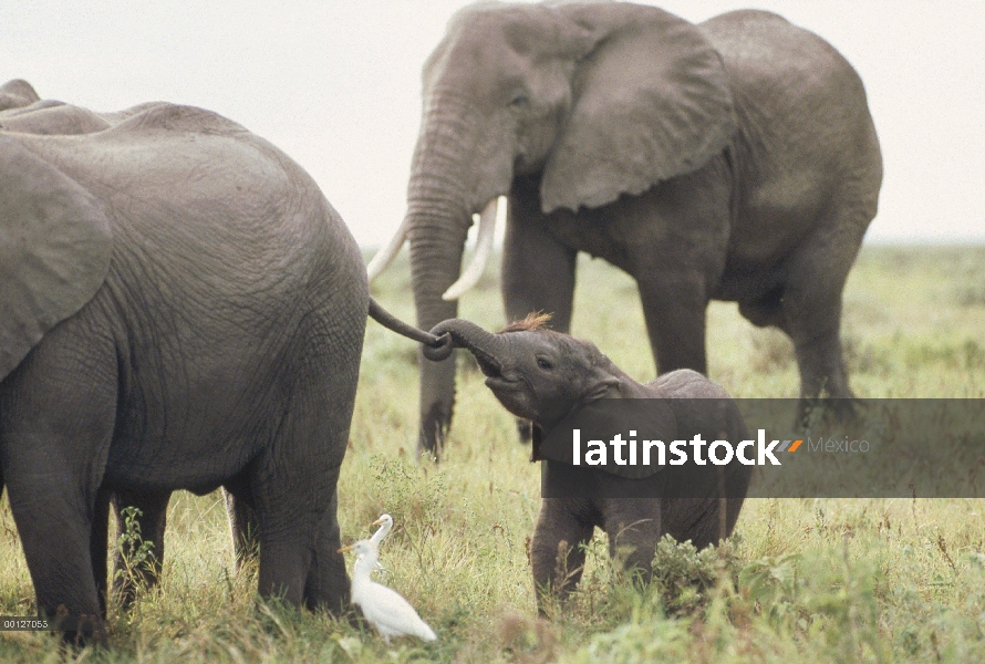 Becerro del elefante africano (Loxodonta africana) jugando con la cola de la madre, Parque Nacional 