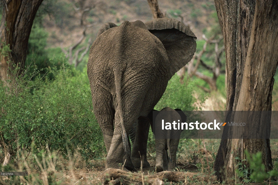 La madre del elefante africano (Loxodonta africana) y pantorrillas caminando lado a lado, Kenia