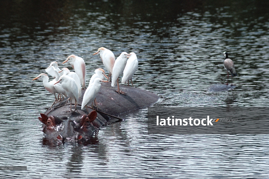 Hipopótamo (Hippopotamus amphibius) enfermería joven mientras garcillas bueyeras (Bubulcus ibis) pos