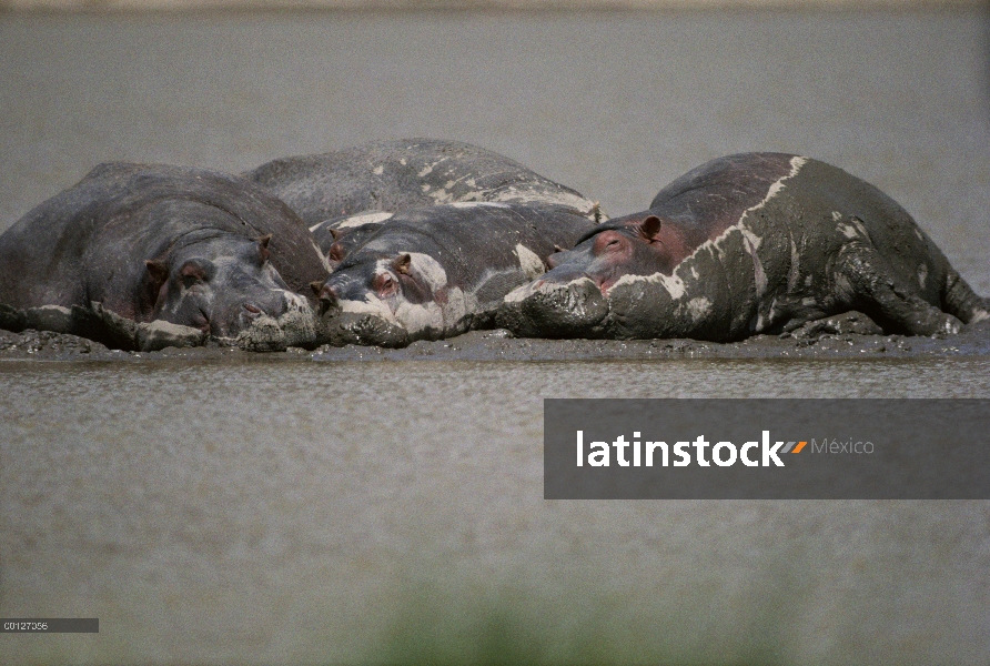 Trío de hipopótamo (Hippopotamus amphibius), tendido en el barro al lado de un río, nativo de África