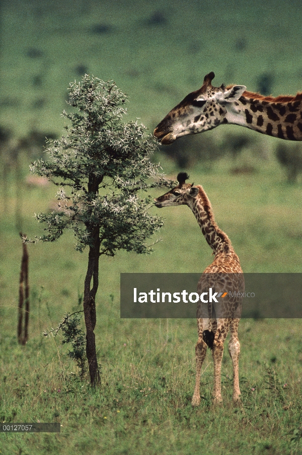 Jirafa (Giraffa sp) madre y joven en el árbol de acacia de la espina silbaba (Acacia drepanolobium),