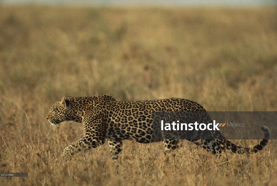 Leopardo (Panthera pardus) dos años caminando por la hierba seca, Parque Nacional del Serengeti, Tan