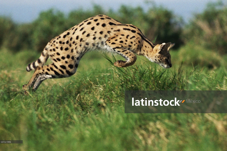 Serval (Leptailurus serval) saltando sobre sus presas, África