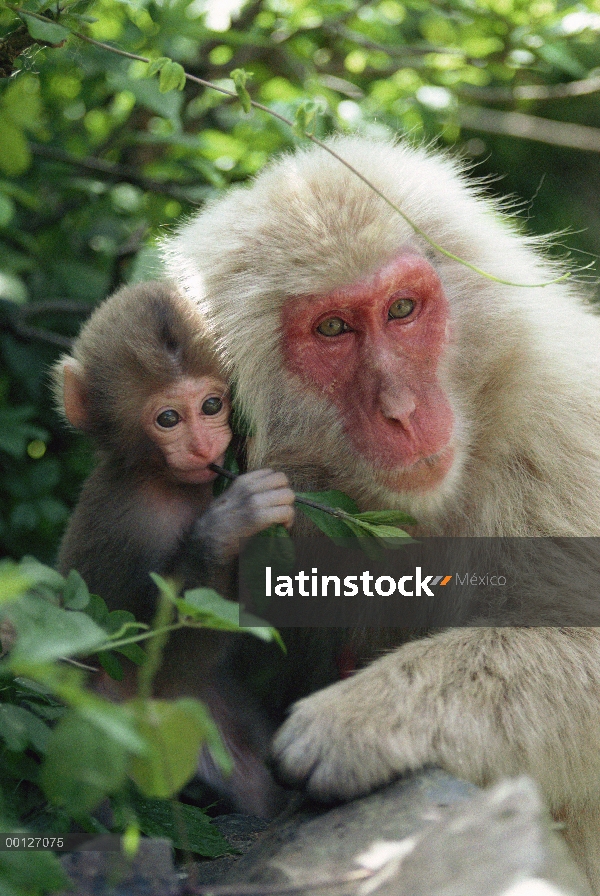 Macaco japonés (Macaca fuscata) madre y el bebé, Japón