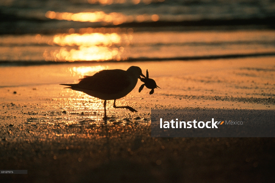 Plata gaviota (Larus novaehollandiae) alimentándose de un bebé tortuga verde (Chelonia mydas) en la 