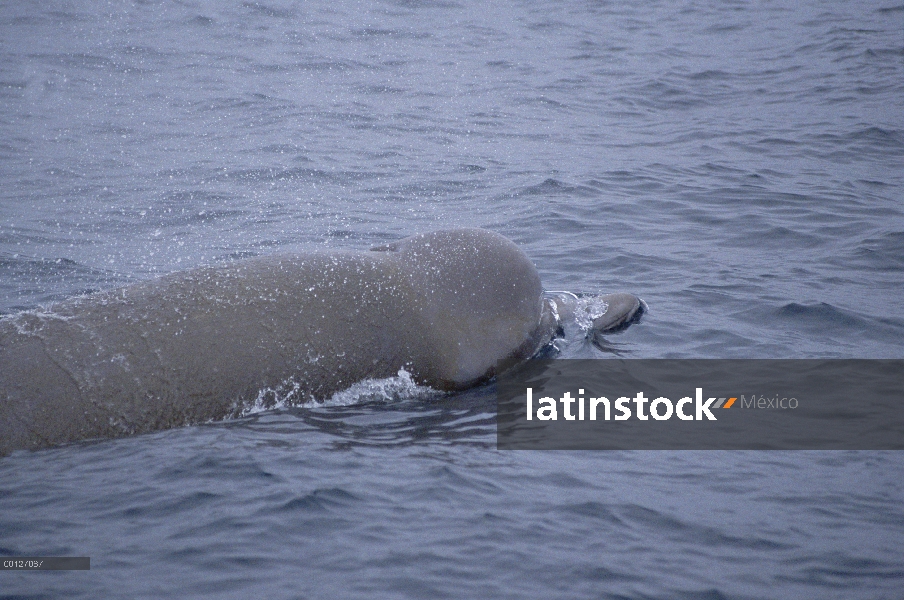 Ballena nariz de botella (Hyperoodon ampullatus) en superficie, Nueva Escocia, Canadá