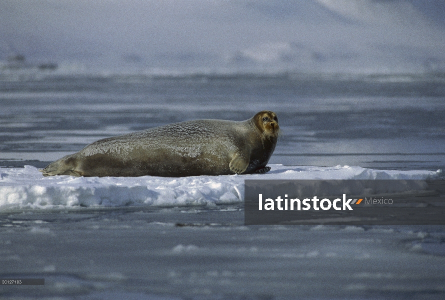 Sello barbudo (Erignathus barbatus) descansando sobre el hielo flotante, Svalbard, Noruega