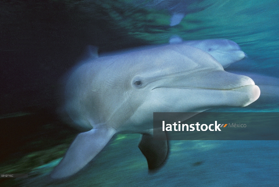 Par de delfines (Tursiops truncatus) de mulares nadando en aguas poco profundas en el Hyatt de Waiko