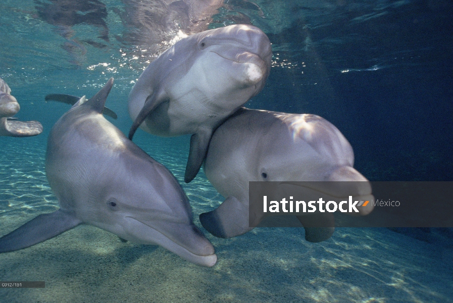 Bajo el agua, trío de tonina Delfín (Tursiops truncatus) Hyatt Waikoloa, Hawai