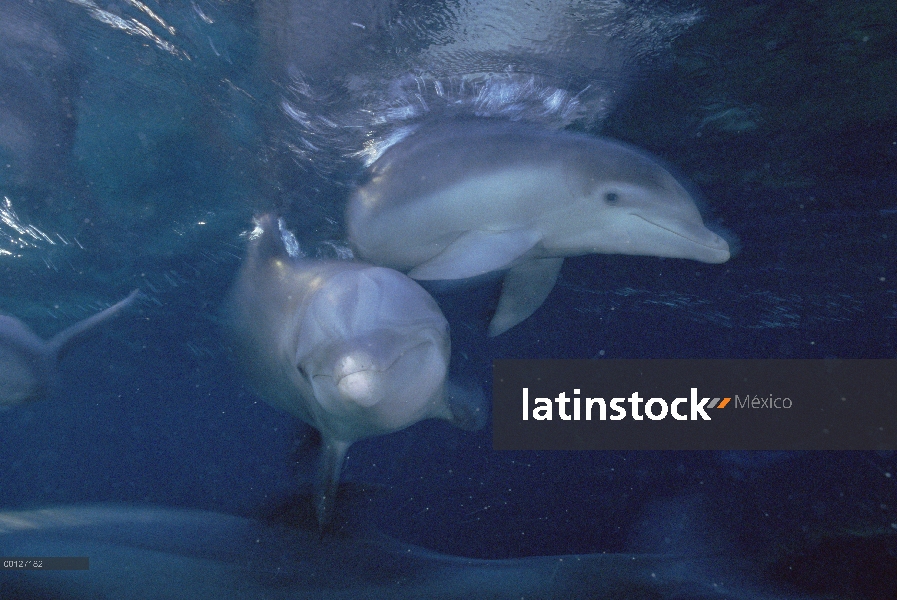 Bajo el agua, par de tonina Delfín (Tursiops truncatus) Hyatt Waikoloa, Hawai