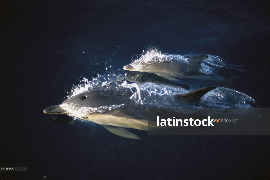 Común Delfín (Delphinus delphis) madre y el bebé, Atlántico Norte