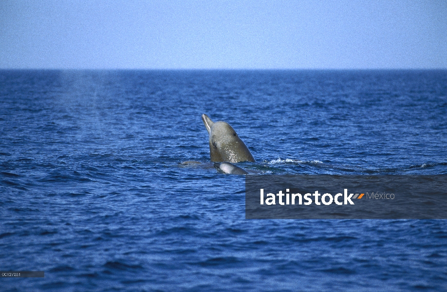 Mulares ballenas (Hyperoodon ampullatus) adulto y bebé superficie para respirar, Atlántico Norte