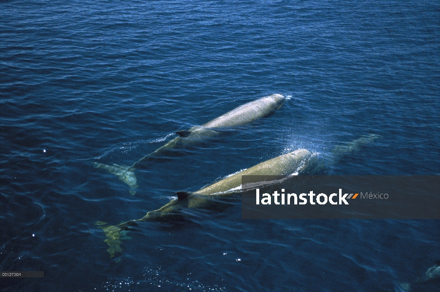 Par de ballena (Hyperoodon ampullatus) mular surfacing, Atlántico Norte