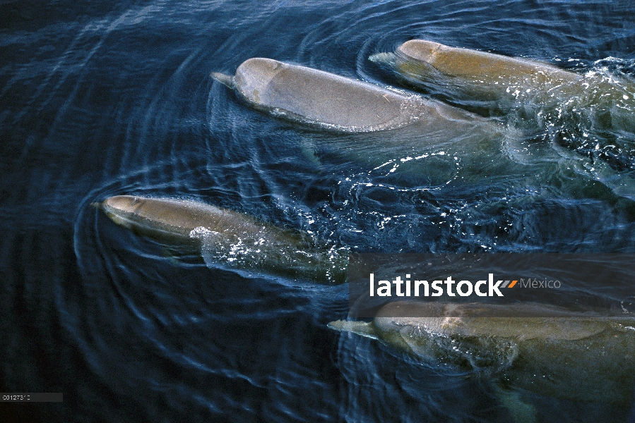 Mulares ballenas (Hyperoodon ampullatus) pod surfacing, Nova Scotia, Canadá