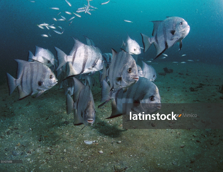 Escuela Atlantic Spadefish (Chaetodipterus faber), Santuario de Gray Marino Nacional de arrecifes, G