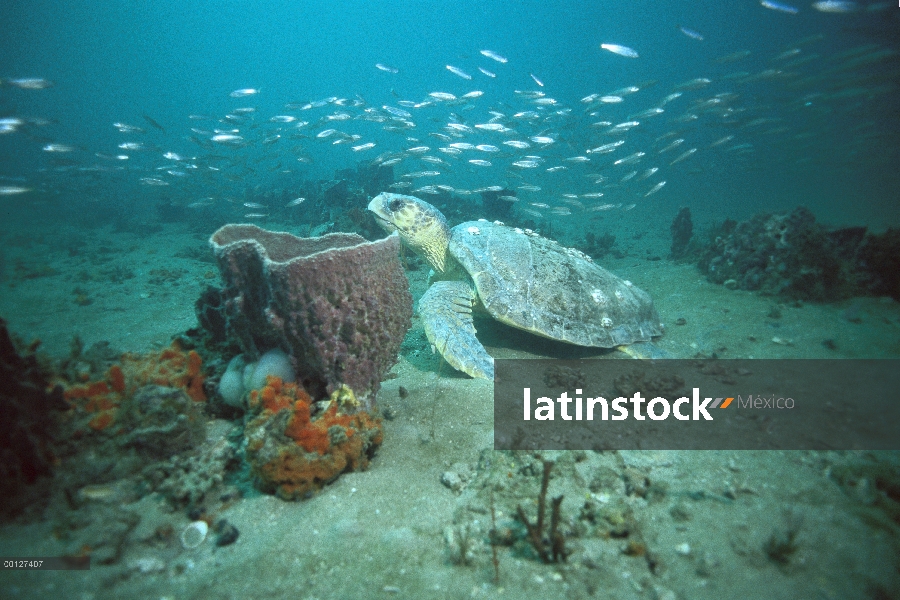 Tortuga boba tortuga (Caretta caretta) nadar al lado de la esponja, Santuario de Grey Marino Naciona