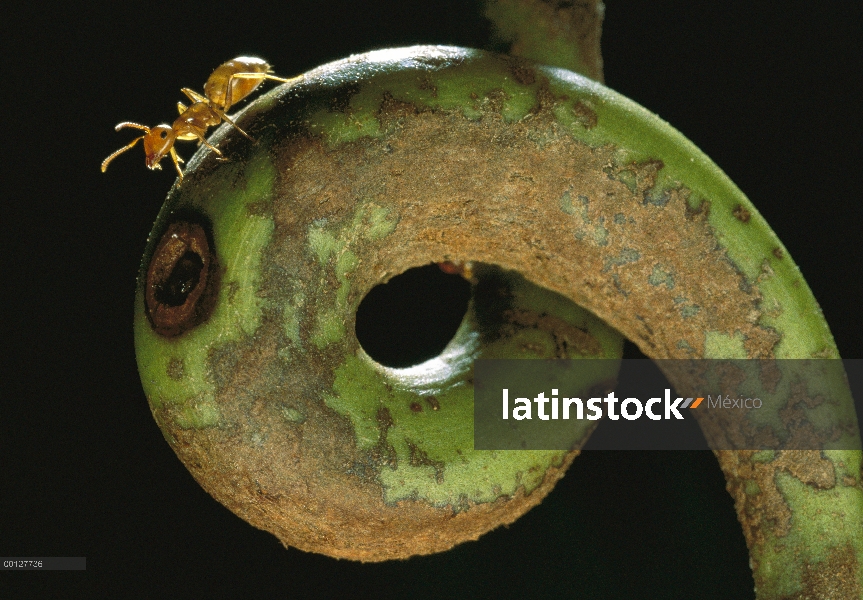 Carpintero de hormiga (Camponotus schmtzi) en Zarcillo de host planta de jarra (Nepenthes bicalcarat