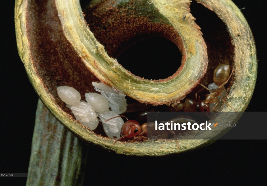 Pupas y carpintero de hormiga (Camponotus sp) grupo nidifican con seguridad en Zarcillo de planta ja