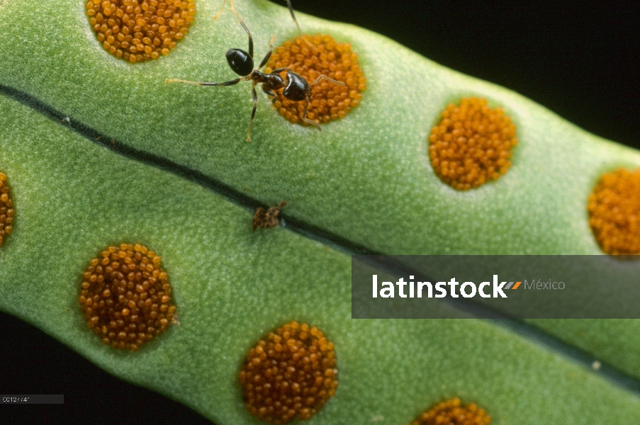 Hormiga (Philidris sp) alimentándose de las grasosas naranja esporas de un helecho de host la hormig