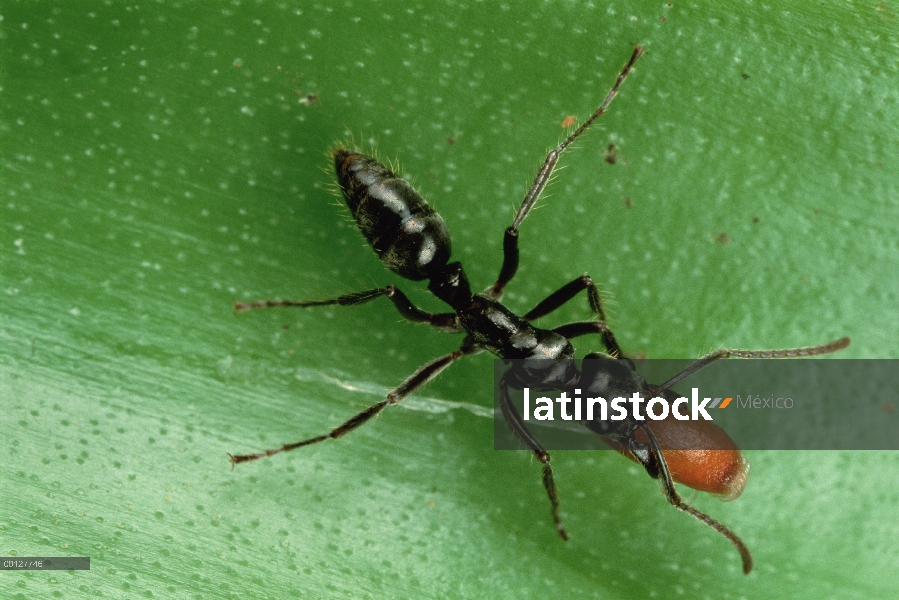 Hormiga (Pachycondyla goeldii) lleva semillas de plantas de Flamingo (Anthurium sp) regresar al nido