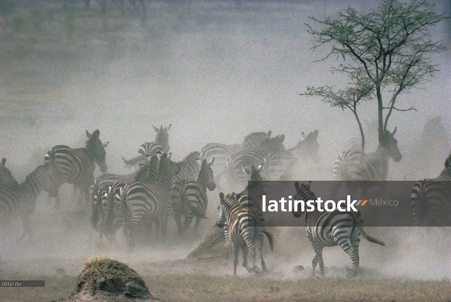 Cebra de Burchell (Equus burchellii) manada corriendo, Parque Nacional del Serengeti, Tanzania