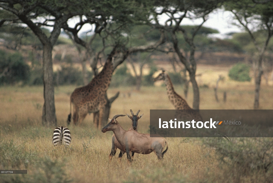 Topi (Damaliscus lunatus) par de Burchell cebra (Equus burchellii) y jirafas (Giraffa camelopardalis