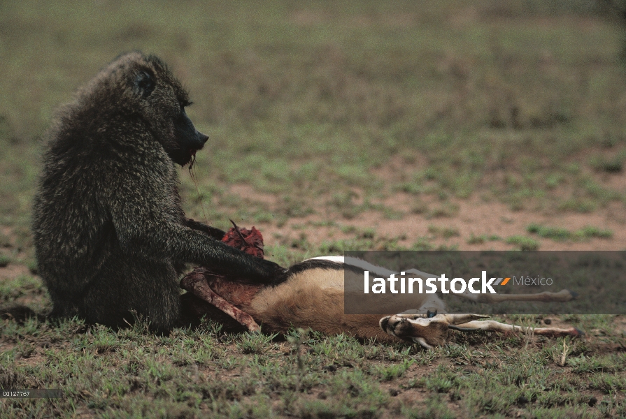 Olive Baboon (Papio anubis) alimentándose de gacela de Thomson (Eudorcas thomsonii), Parque Nacional