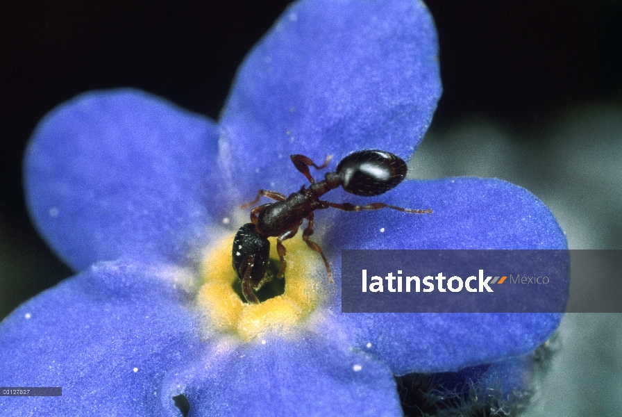 Polen espolvoreado hormiga entra nomeolvides alpino, Colorado