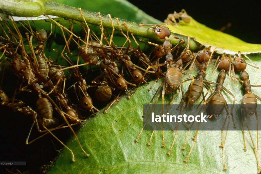 Grupo de hormiga tejedora (Oecophylla longinoda) agarra una hoja adyacente y vástago con mandíbulas 