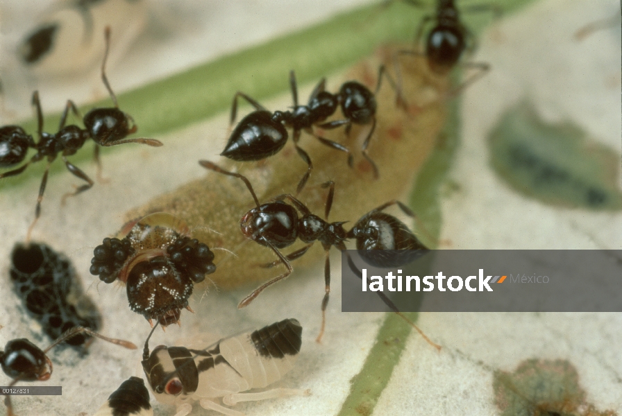 Oruga de mariposa Jewelmark (Sarota gyas) capas de hormigas con un líquido excretado de su abdomen c