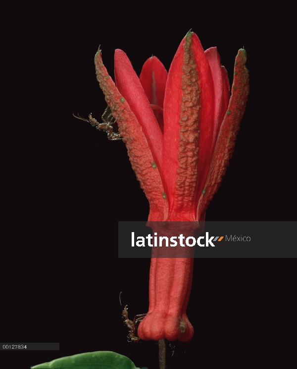 Evitar hormigas (Ectatomma tuberculatum) proteger la flor de la pasión (Passiflora sp) a cambio de s