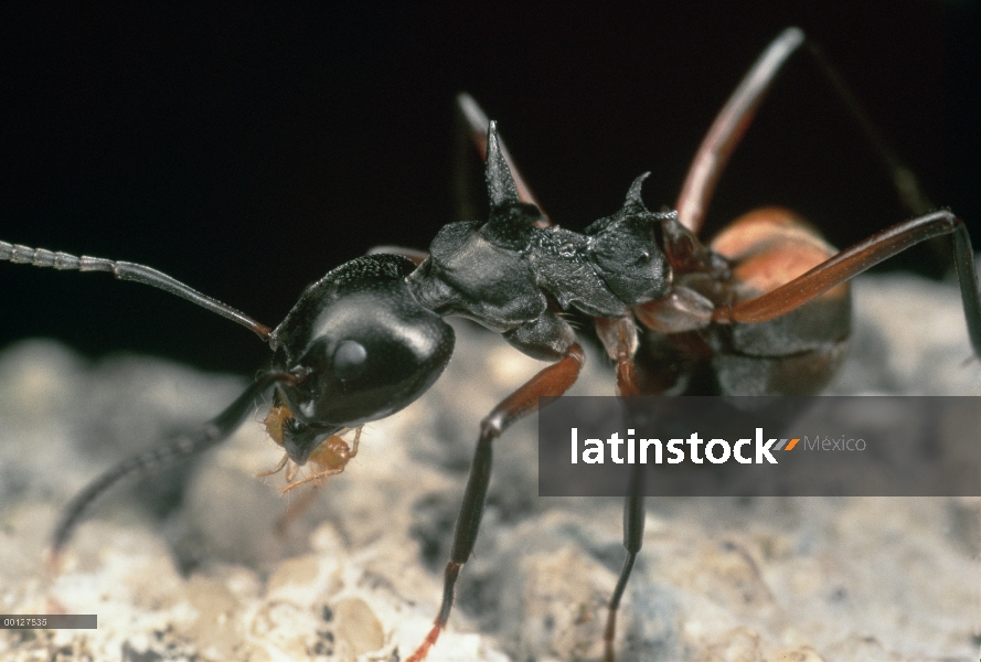 Pastor Ant (arrieras cuspidatus) mueve una cochinilla, Malasia