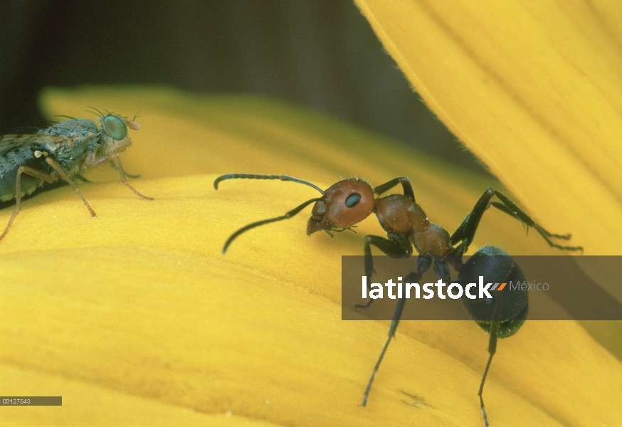 Hormiga (Formica sp) unidades de mosca que ataca a los embriones de la girasol de Aspen, Colorado