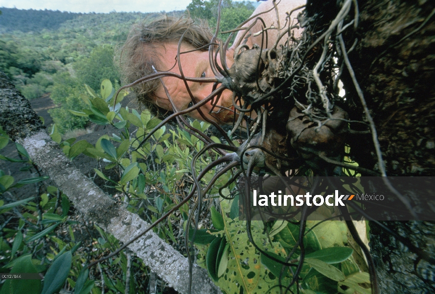 Entomólogo y fotógrafo Dr. Mark Moffett examina una epífita de hormigas, Guayana francesa